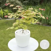 Acer shirasawanum \'Moonrise\' - Japanischer Ahorn - Strauch - Winterhart - ⌀19 cm - ↕40-50 cm