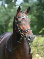 Trense Modena schwarz/weiß Warmblut
