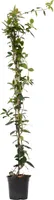 Jasmin - Trachelospermum jasminoides - Höhe 110-120cm - ⌀17cm