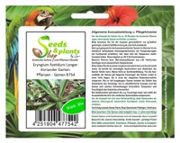 10x Eryngium foetidum Langer Koriander Garten Pflanzen - Samen B754