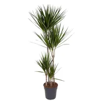 Everyplants Dracaena Marginata - 160 cm, Ø 27 cm