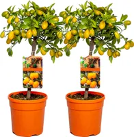Bloomique - 2er-Set - Citrus Kumquat - Zwergorange - Orangenbaum - Zitrusbaum - Obstbaum - Gartenpflanzen - 50-70 cm Hoch - Topf 19 cm