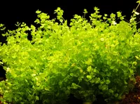 2 svazky perlorodky (Micranthemum umbrosum)