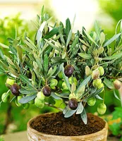 BALDUR Garten Olive, 1 Pflanze, Olea europaea Olivenbaum, mehrjährig - frostfrei halten, trockenresistent, pflegeleicht, Wasserbedarf gering, für Standort in der Sonne geeignet, blühend