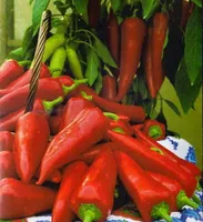 Sladká paprika Sladká paprika Tuba semená