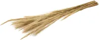 Fuchsschwanzgras, getrocknet, im Bund, Größe ca. 80-90cm | Alopecurus