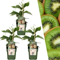 3 xKiwi-Pflanzen - Ø 13 cm - ↨ 20 cm