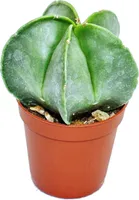 Astrophytum myriostigma - Biskupská ciapka - v 5,5cm kvetináci
