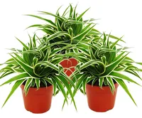 Chlorophytum 12cm, 3er Set, Grünlilie