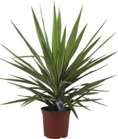 Juka obrovská Yucca elephantipes 'Jewel' 30-40 cm kvetináč Ø 20 cm