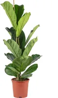 Geigenfeige - pflegeleichte Zimmerpflanze, Ficus Lyrata - Höhe ca. 100 cm, Topf-Ø 21 cm