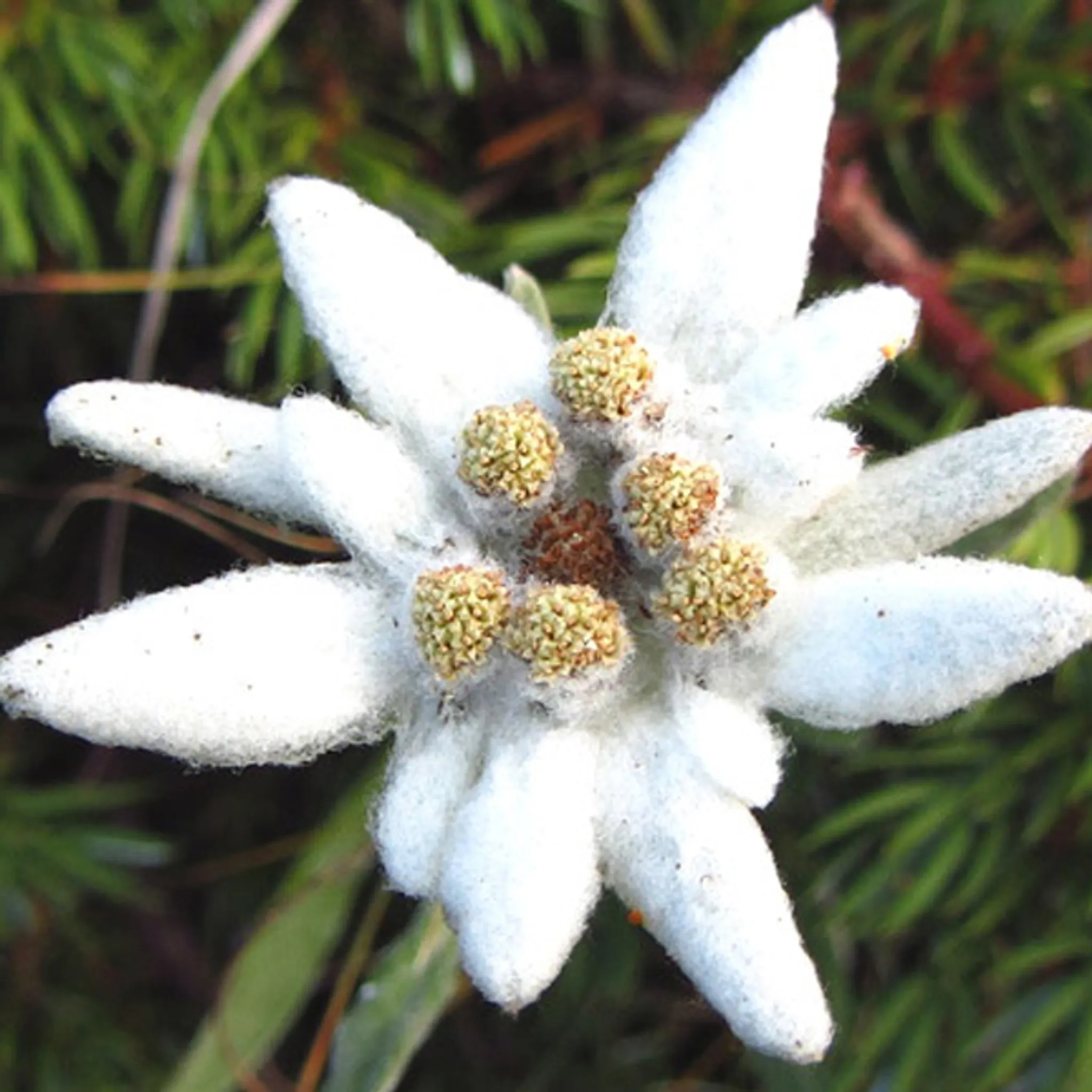 6 x Alpen Edelwei - Leontopodium alpinum | Topf 9cm x 9cm