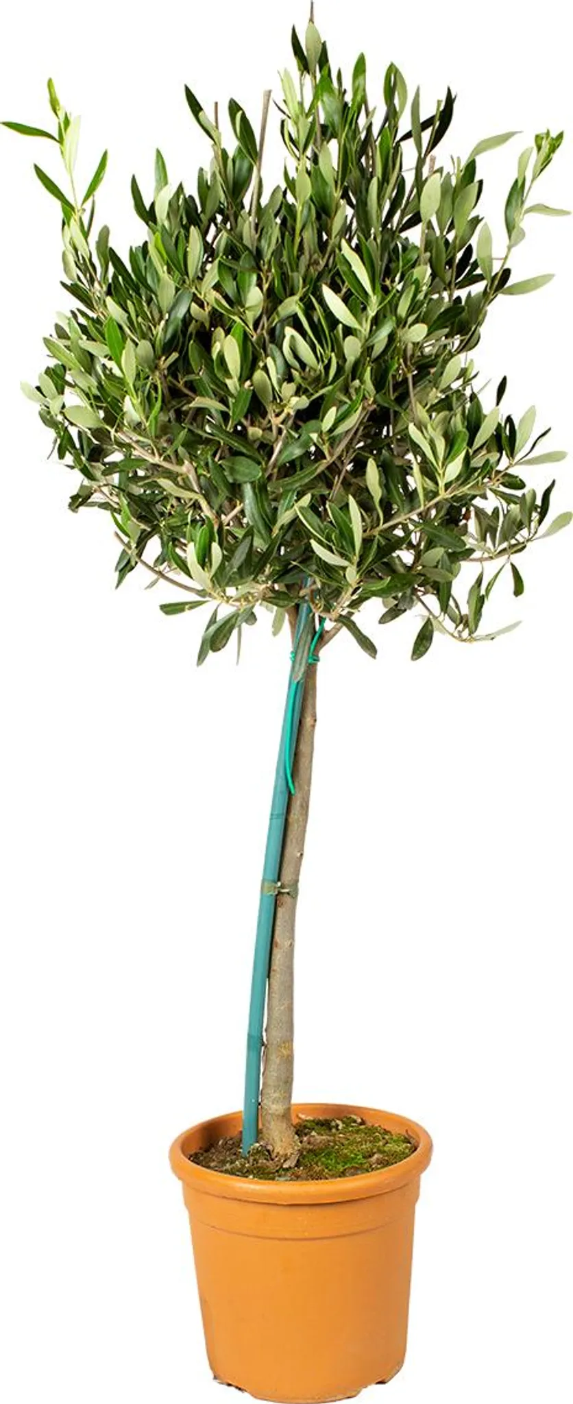 olivenbaum olea europaea winterhart Olivenbaum – Olea europaea 'Tusco' (Classico) – Blupf by Kitzinger main image 1