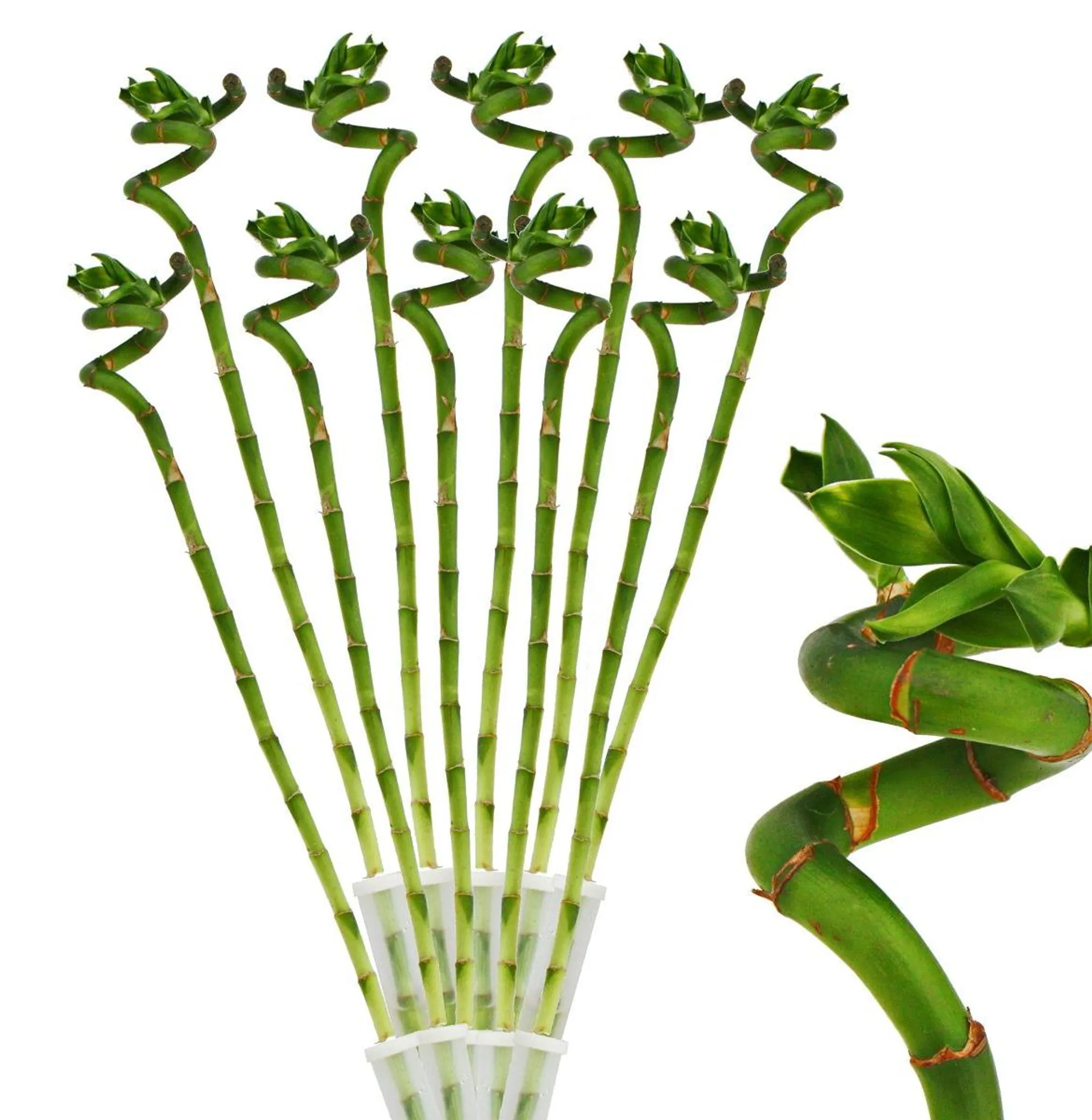 10er-Set Lucky Bamboo  Spirale  im Rohr  Dracaena