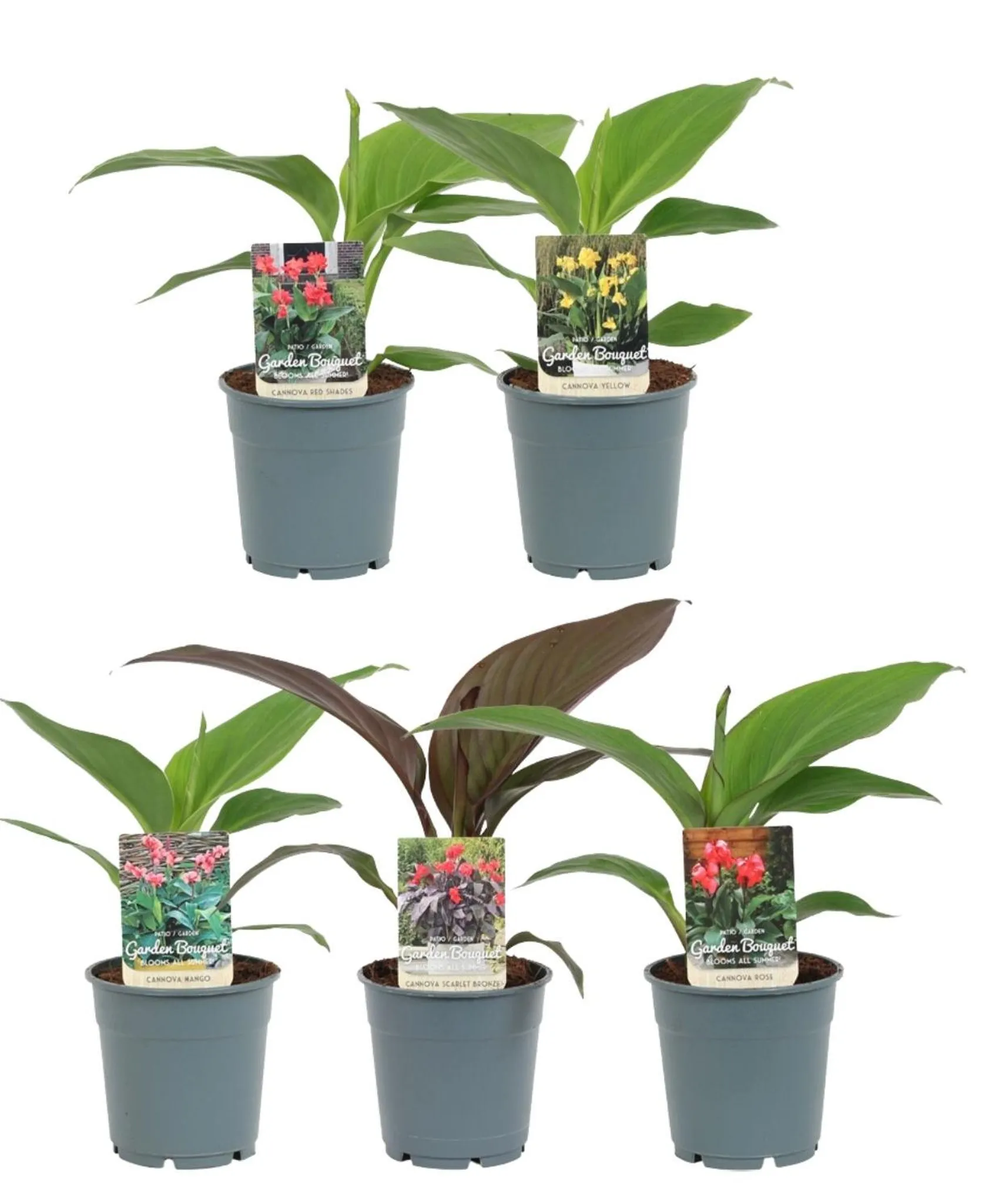 ficus elastica variegata kaufen Variegated Rubber Tree (Ficus elastica 'Variegata') main image 0