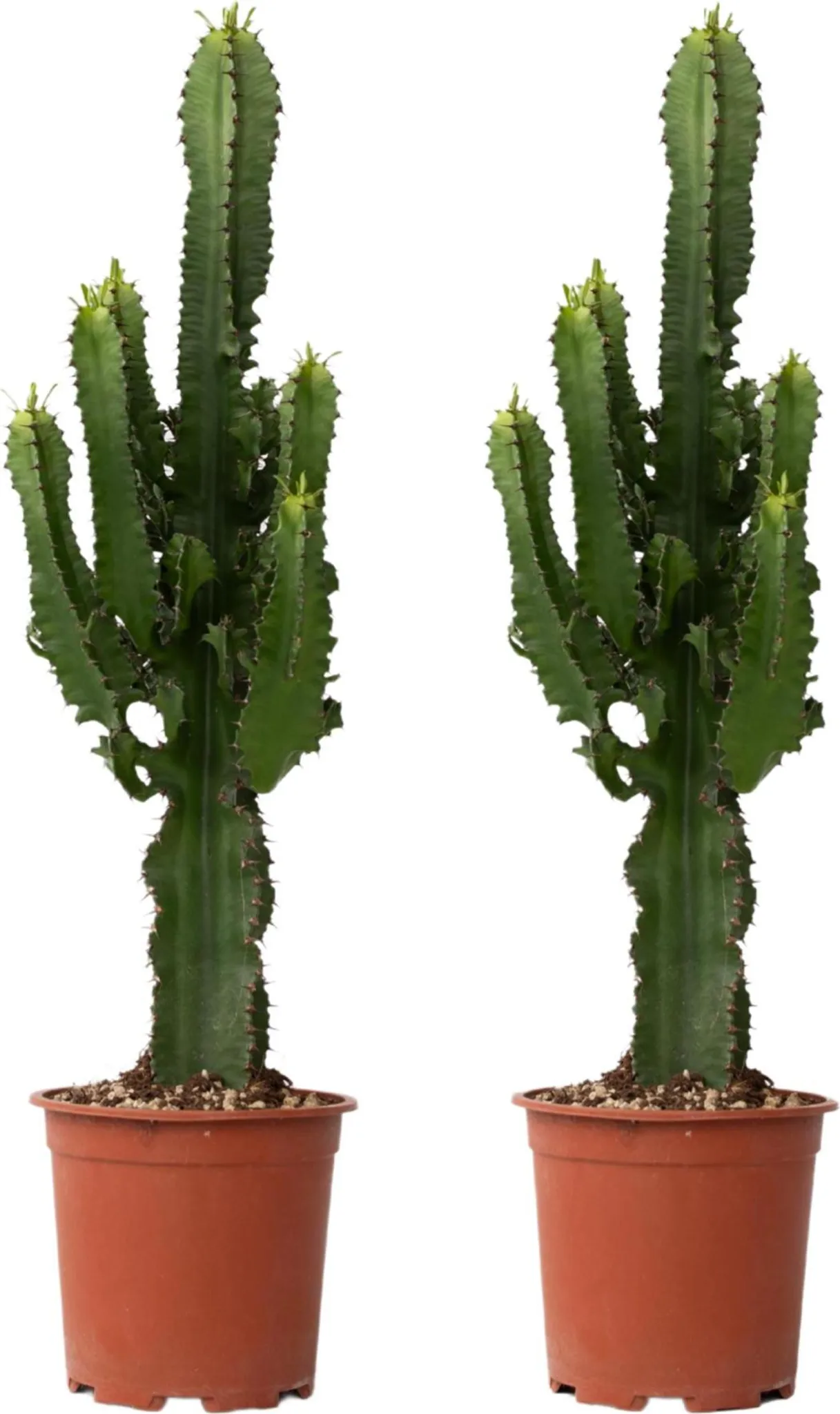 Cowboy-Kaktus - 2 Stk - Euphorbia ingens - Hhe 50-60cm -