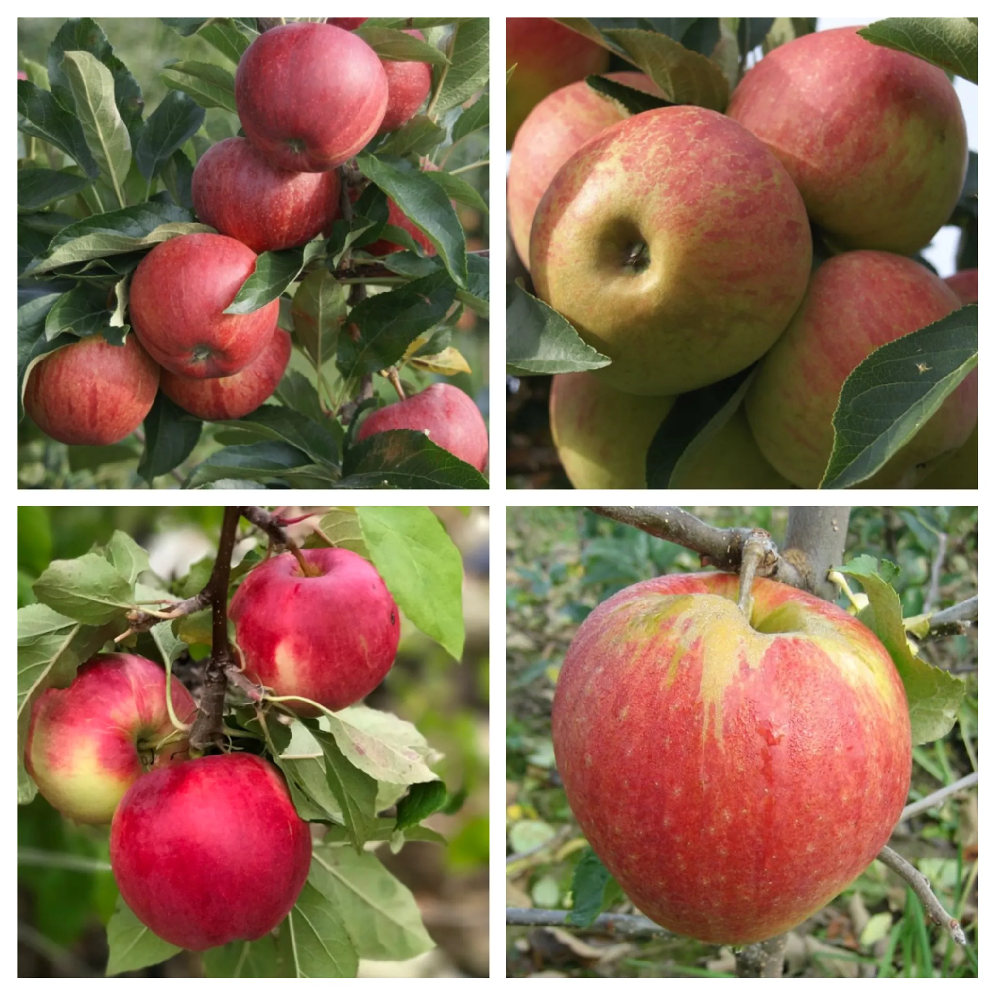 Familienbaum Apfel Halbstamm - Gala - Elstar