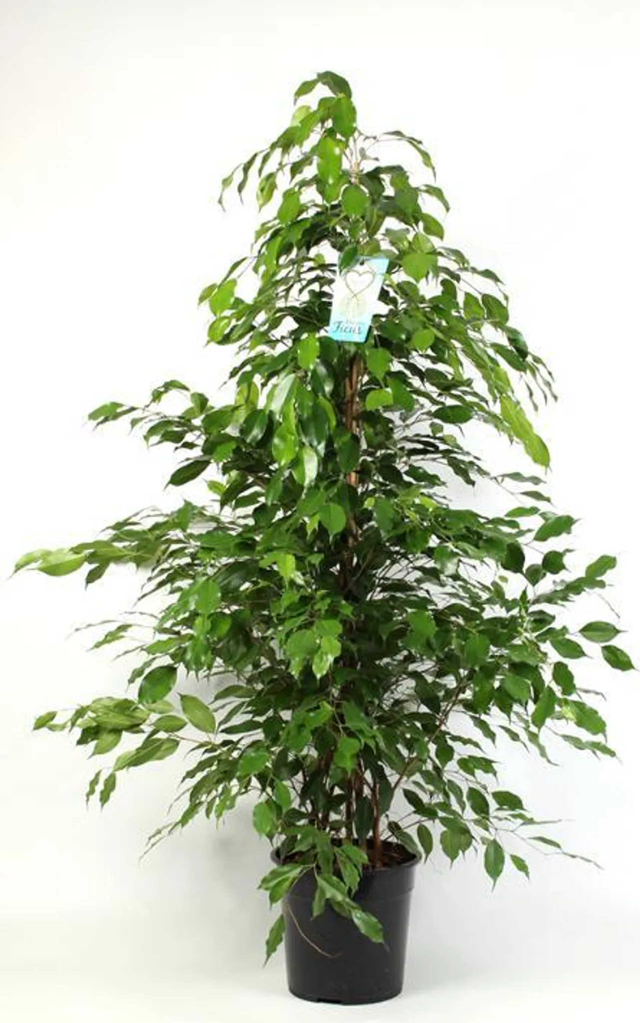 compo floranid rasendünger plus unkrautvernichter COMPO EXPERT Rasen Floranid® mit Unkrautvernichter – Düngerprofi24 main image 0