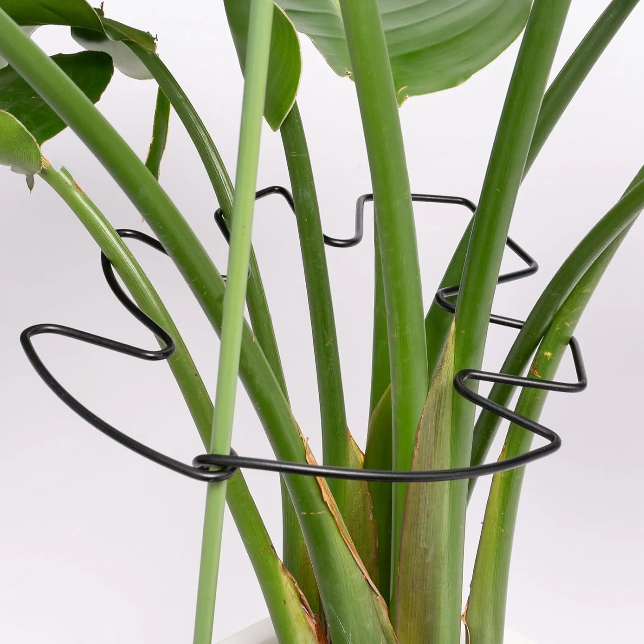 philodendron burle marx variegata kaufen Philodendron Burle Marx Variegata main image 0