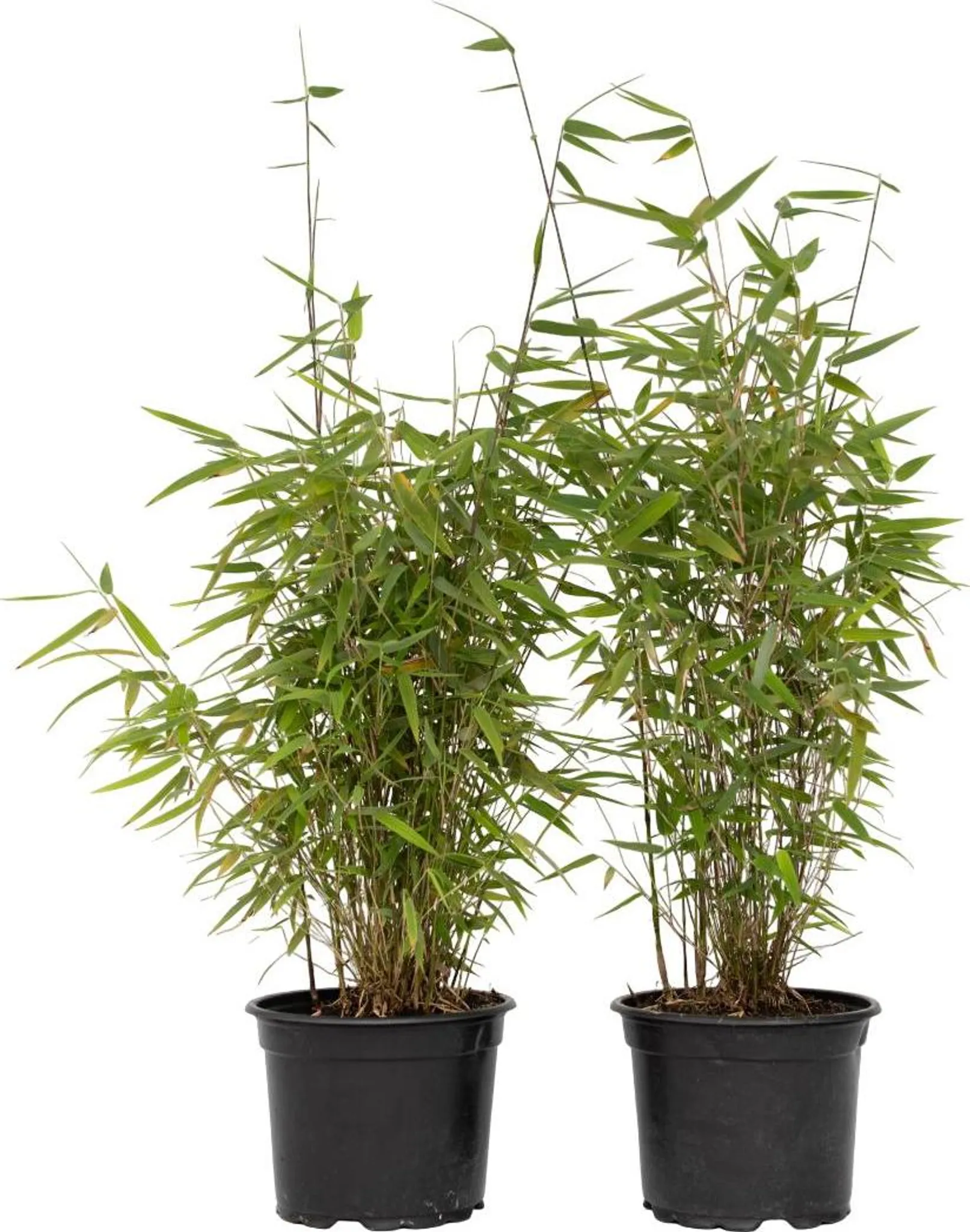 bambus nandina domestica Heiliger Bambus / Nandina domestica online kaufen main image 0