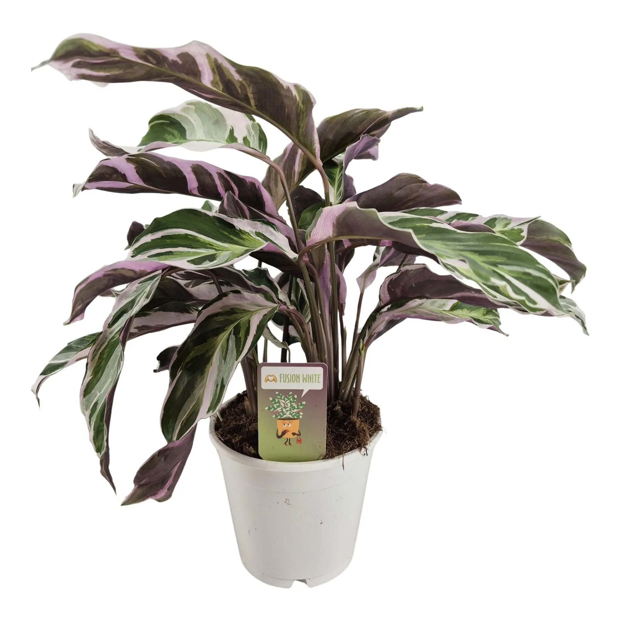 Calathea Fusion White 40-60 cm  Korbmarante Zimmerpflanze,