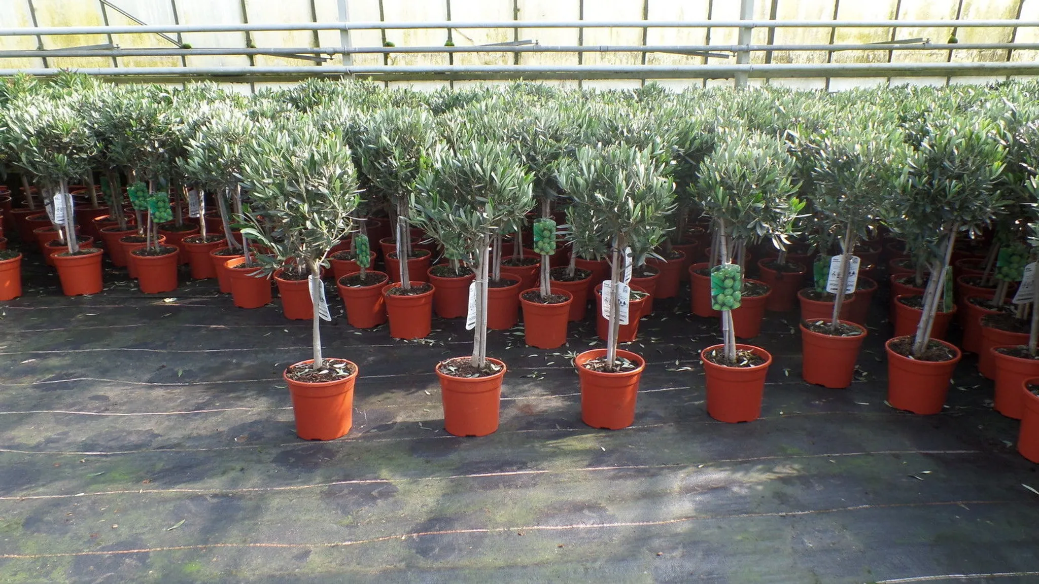 ist ein rhododendron winterhart Rhododendron 'Polarnacht' lila