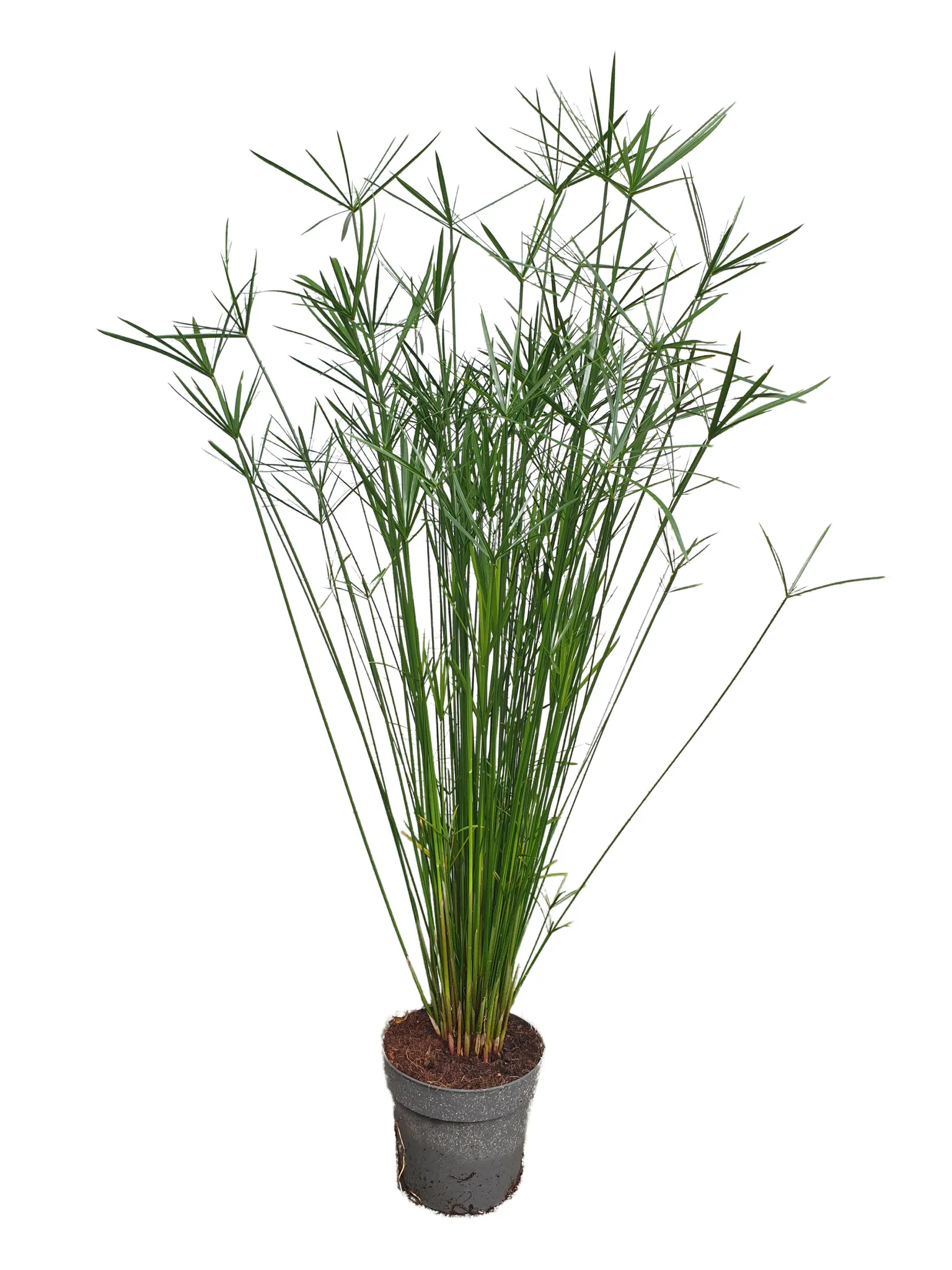 Papyrusgras Zimmerpflanze XXL 55 cm hoch Palme ECHTE