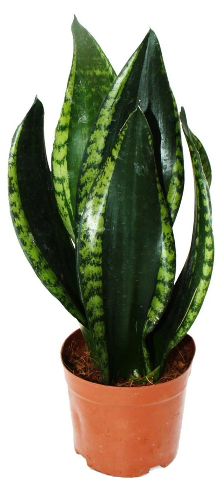 Sansevieria trifasciata "Silver Flame" - Bogenhanf mit
