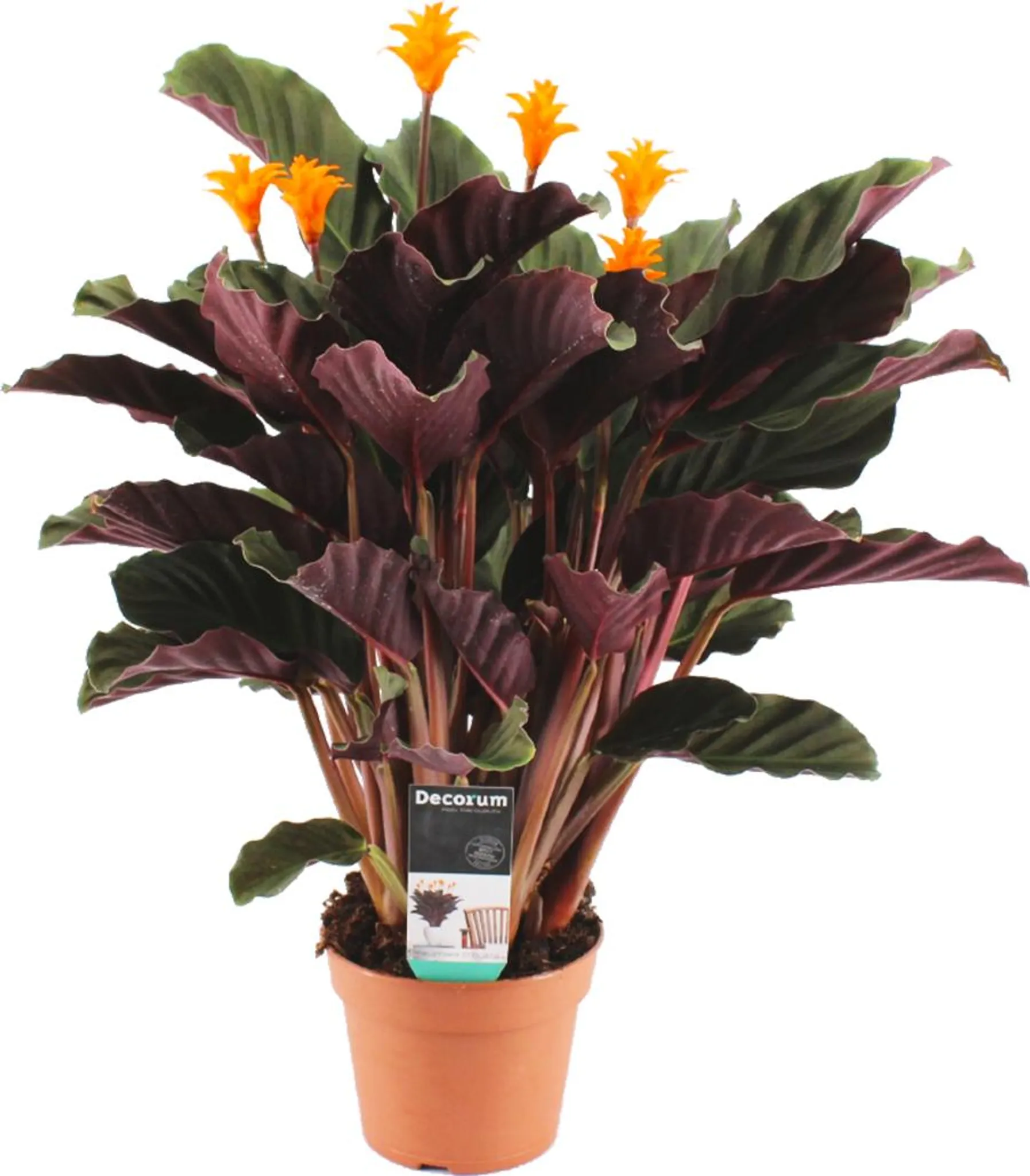 Calathea Compact Star Zimmerpflanze 30-40 Cm – Für Feuchte Räume & Halbschatten, Pflegeleicht