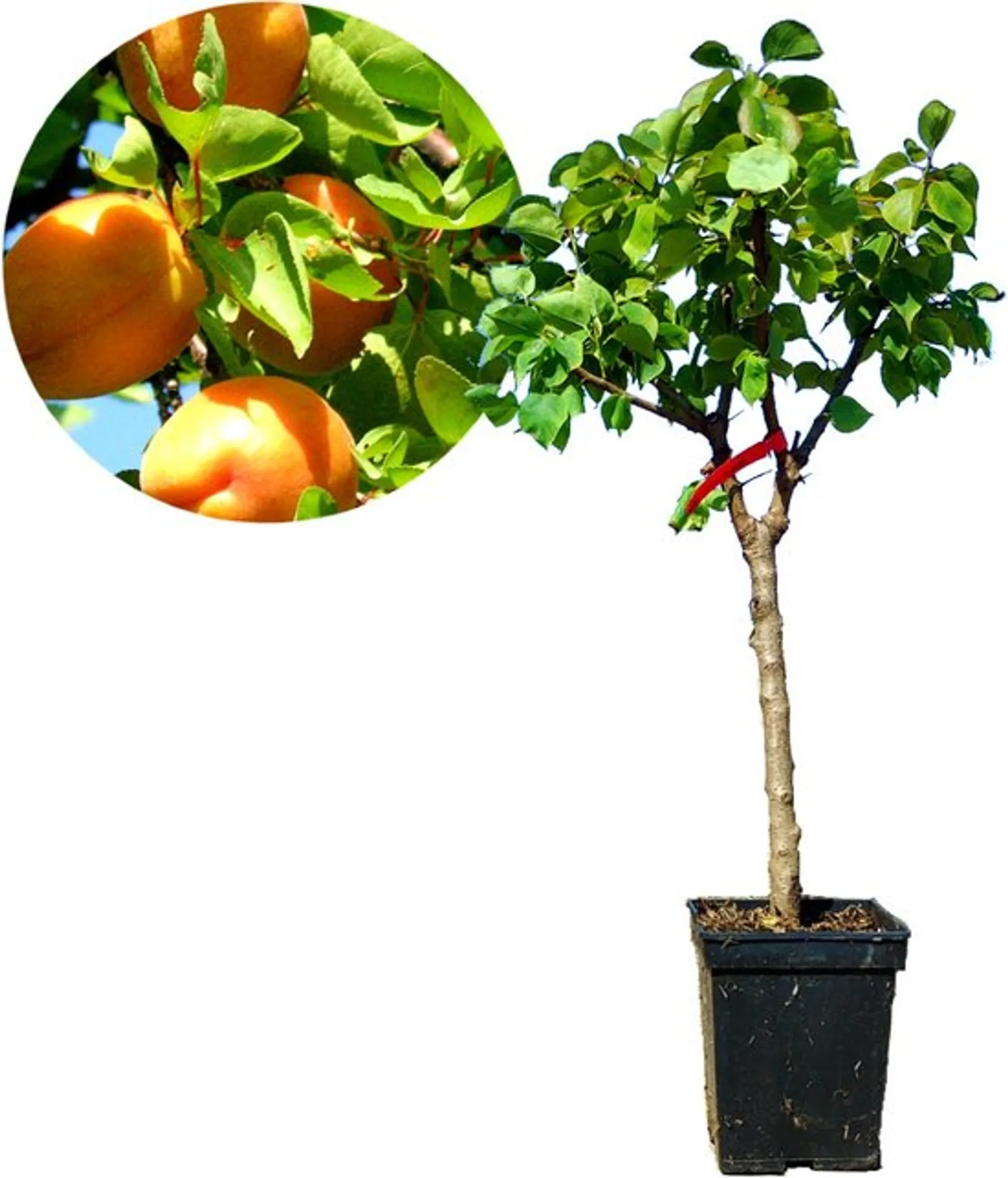 Prunus armeniaca - Mini Aprikose - Zwerg