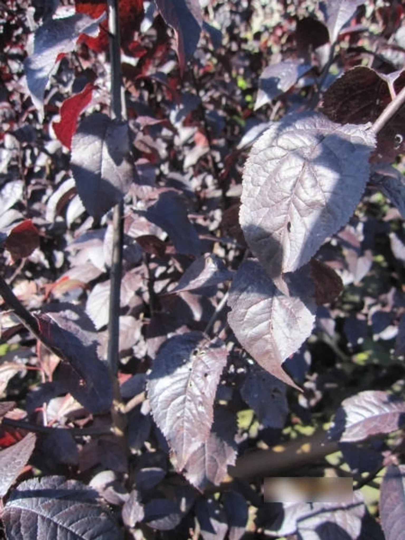 Nigra Prunus Blutpflaume - cerasifera