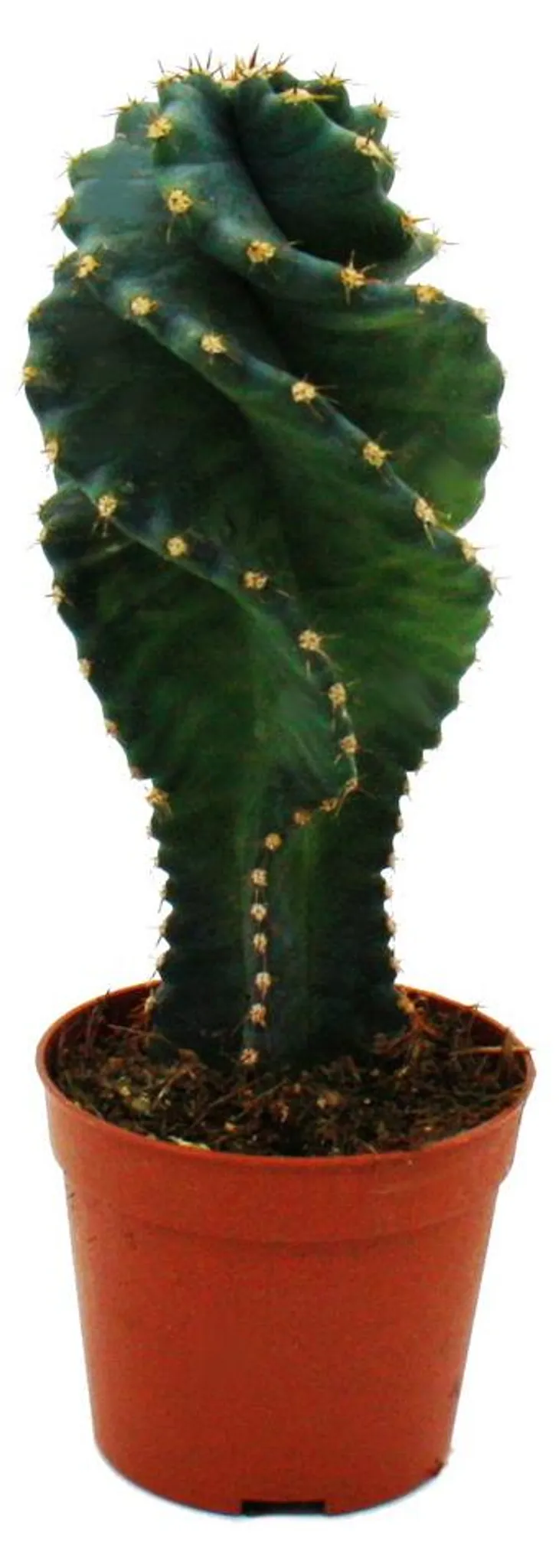 Cereus jamacaru "Spiralis" - Spiralkaktus im Mini-Format -