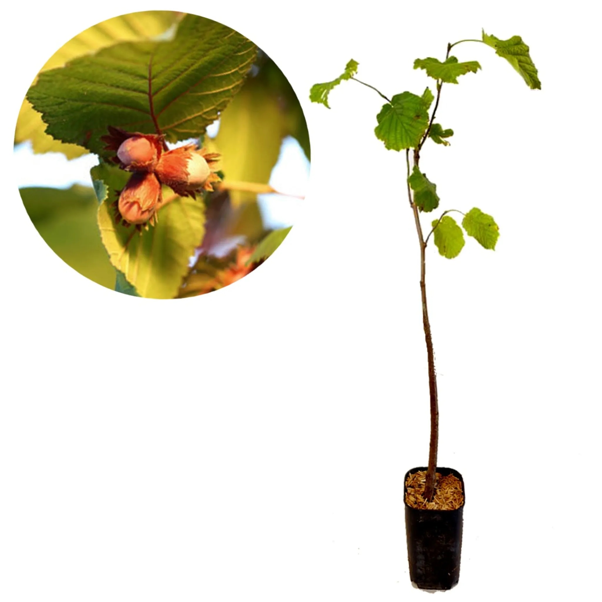 \'Giagli\', Corylus Liter Haselnussbaum avellana 2 Topf / Haselnuss,