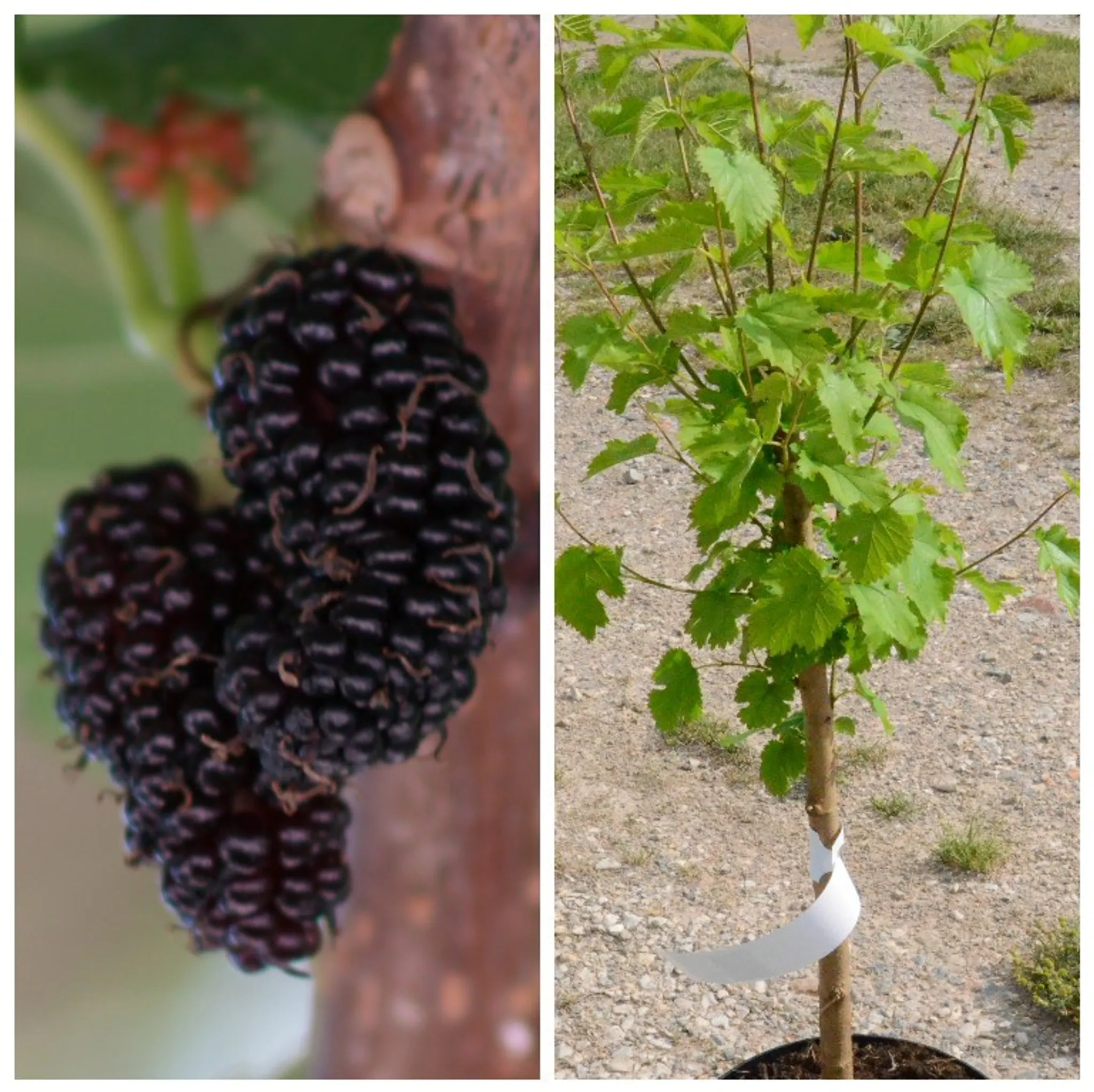 im Morus 60-80 cm nigra, Liter Topf 3,5 Maulbeerbaum ca. Schwarze Maulbeere