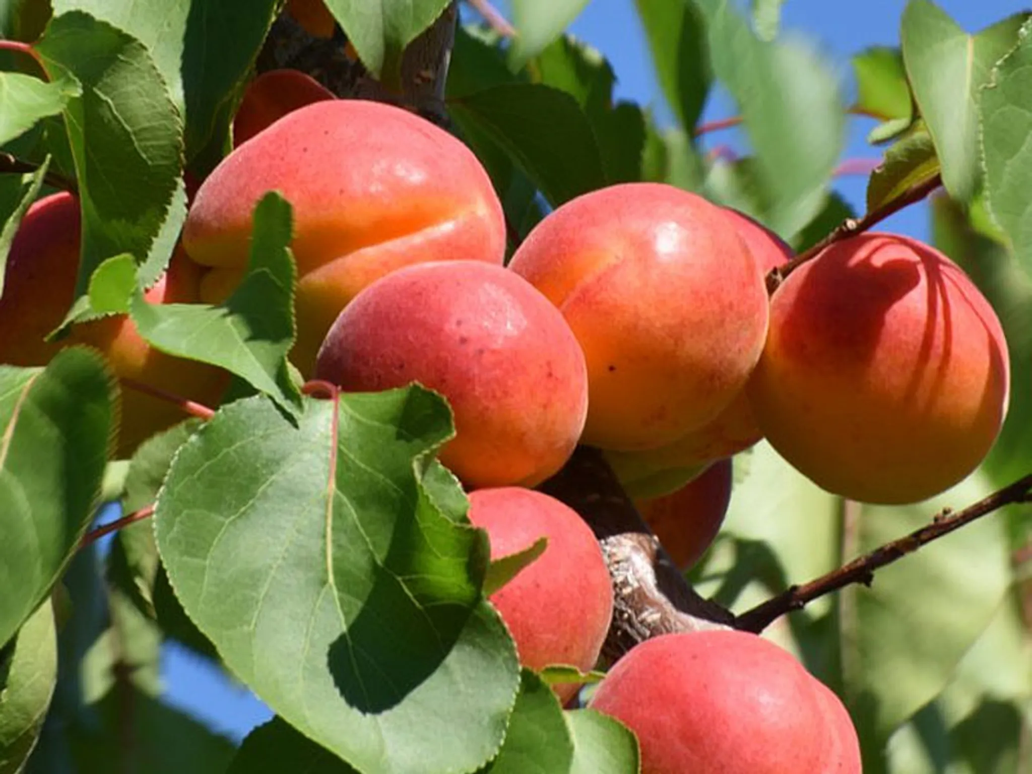 Aprikosenbaum 160cm (Prunus armeniaca)