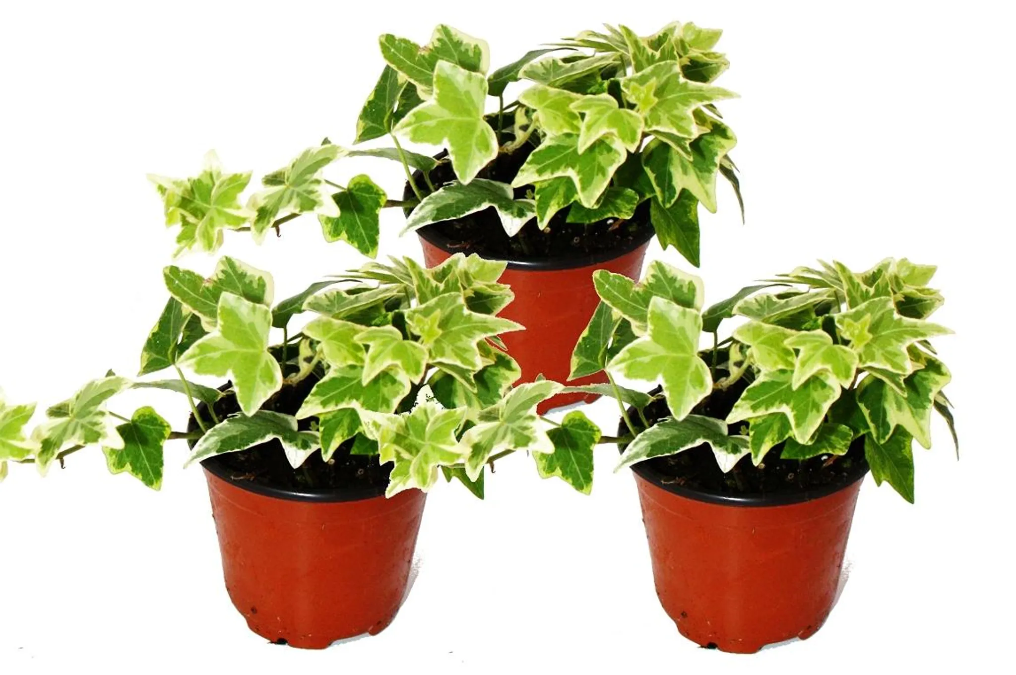 dracaena surculosa standort Dracaena surculosa - Quality Houseplants | Hortology