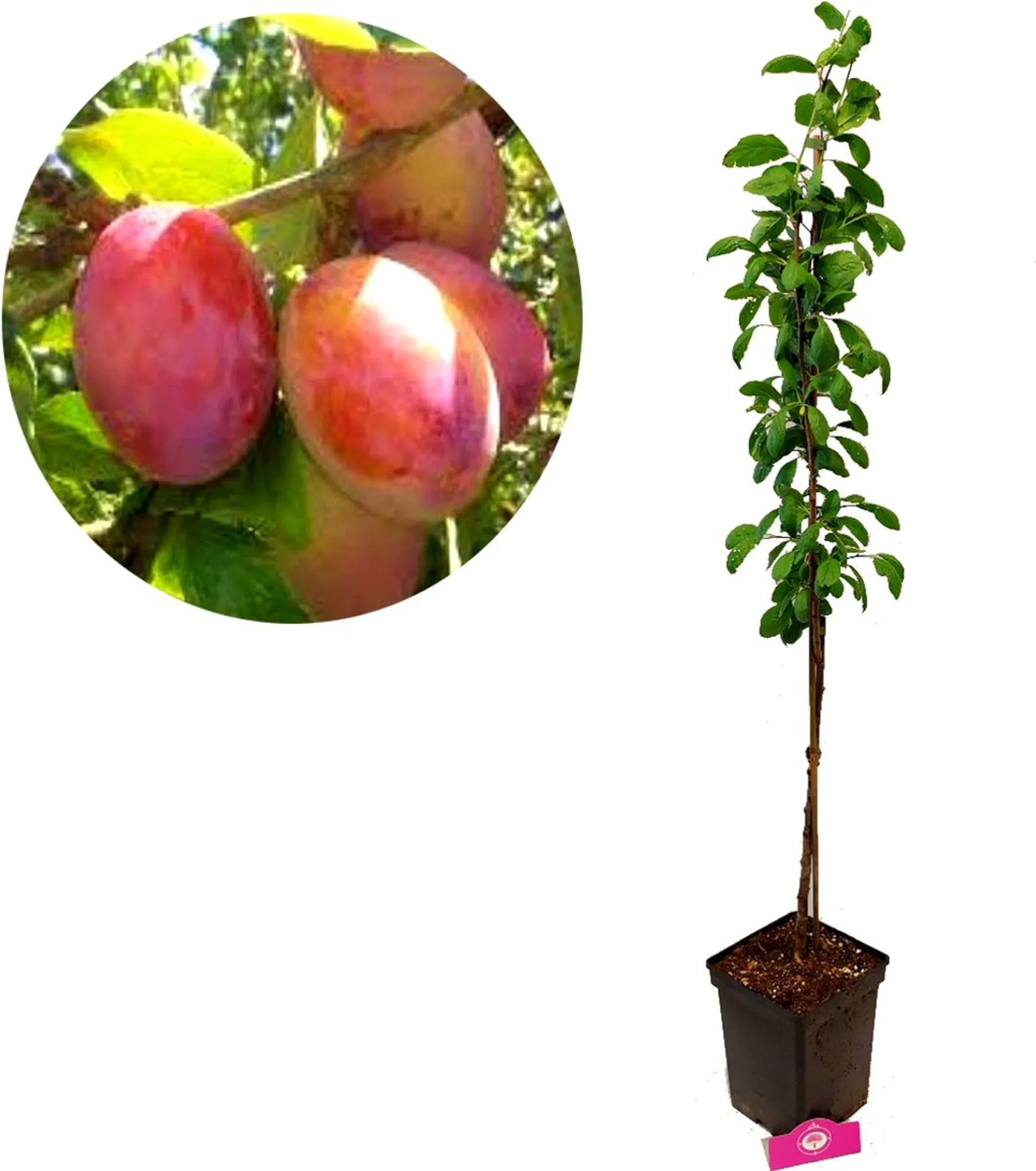 domestica Pflaumenbaum, 5 Prunus \'Victoria\'