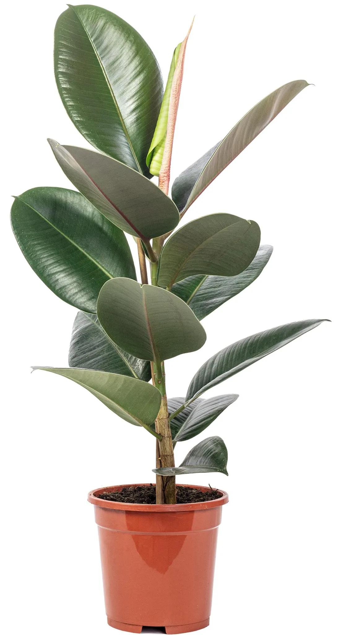 monstera deliciosa xxl ableger Monstera Ableger Box Premium – Foliage Dreams main image 1
