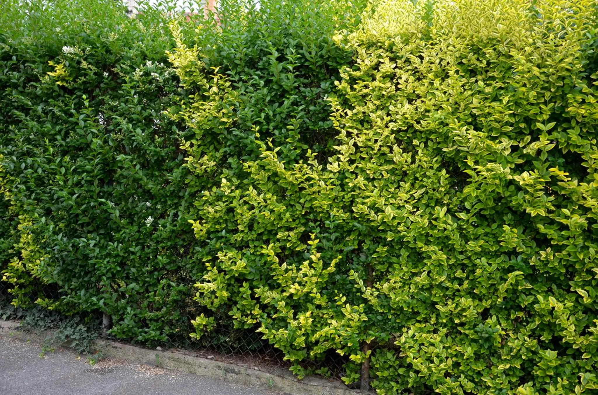 150 Samen Liguster (Ligustrum vulgare)  Winterharte