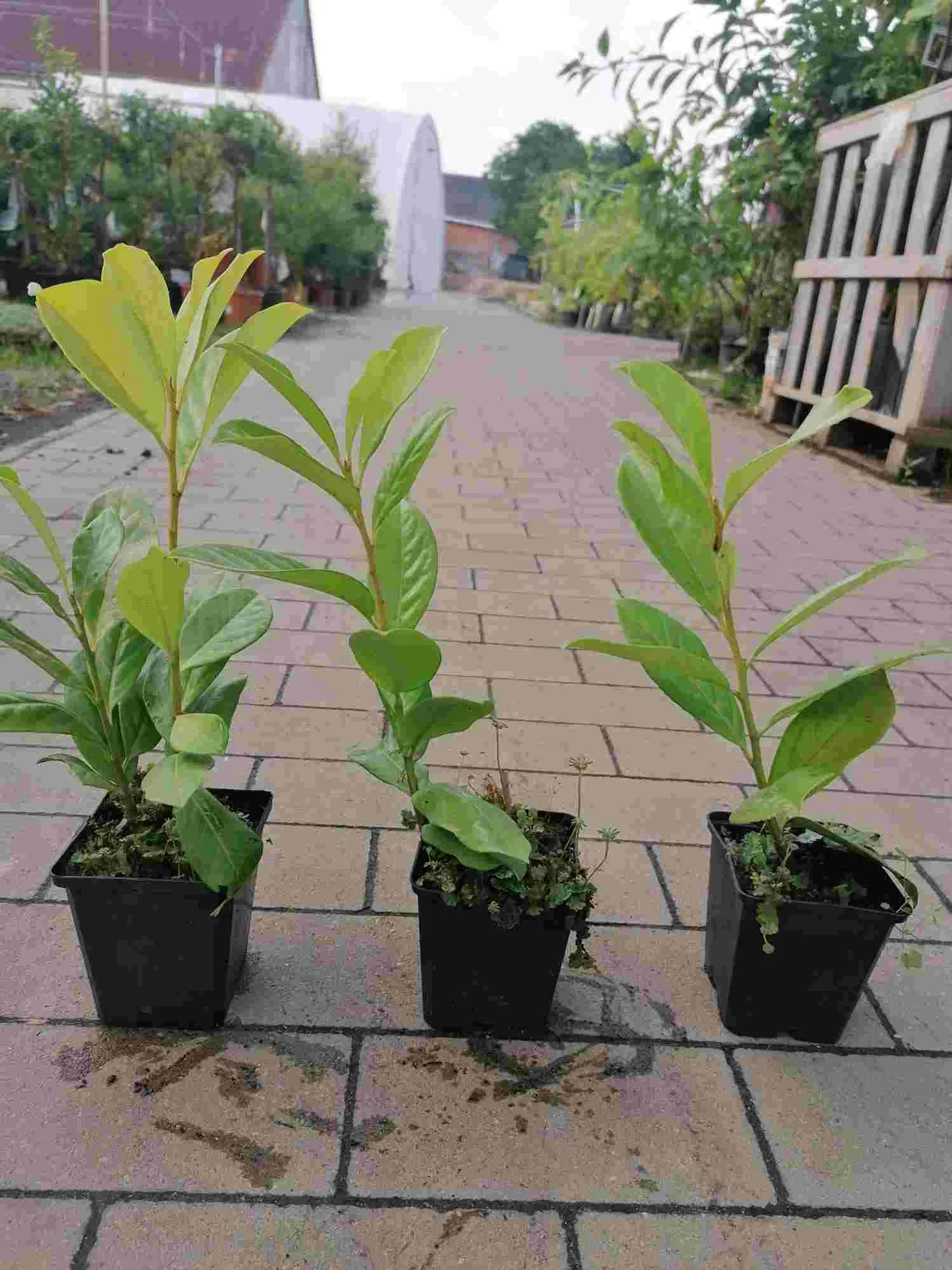 Kirschlorbeer 'Novita' 30-50 cm - 1 Pflanze - Prunus