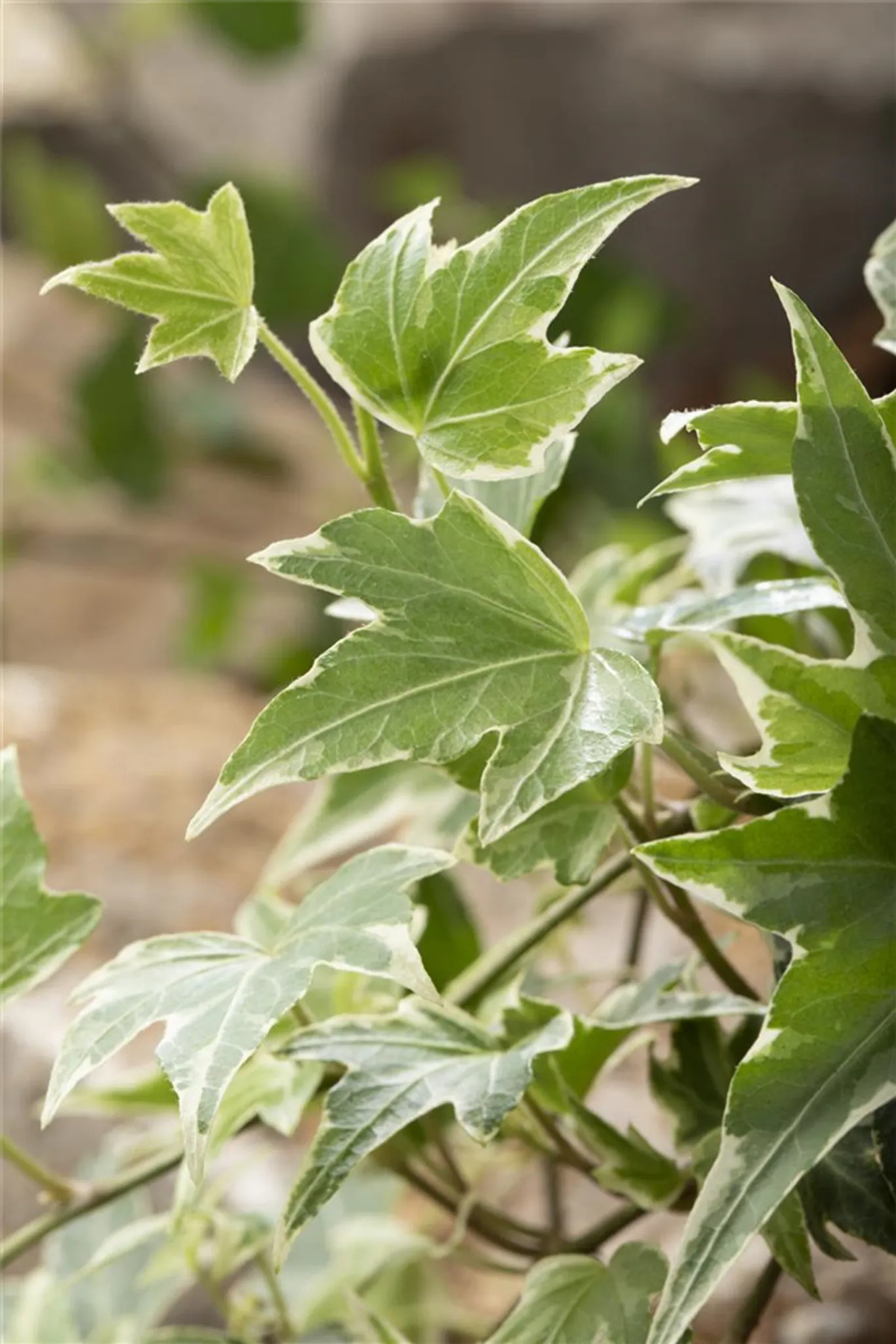 Efeu 'White Ripple' - Hedera helix 'White Ripple',