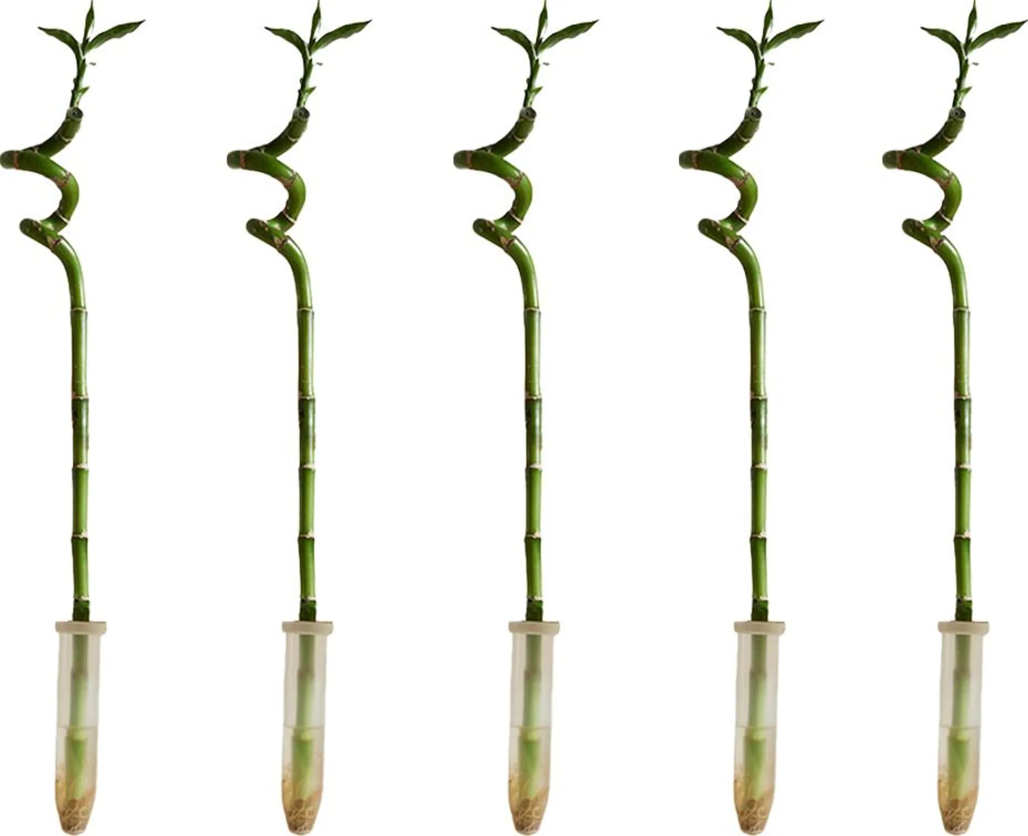 Bloomique - 5er-Set - Dracaena Sanderiana - Glcksbambus -