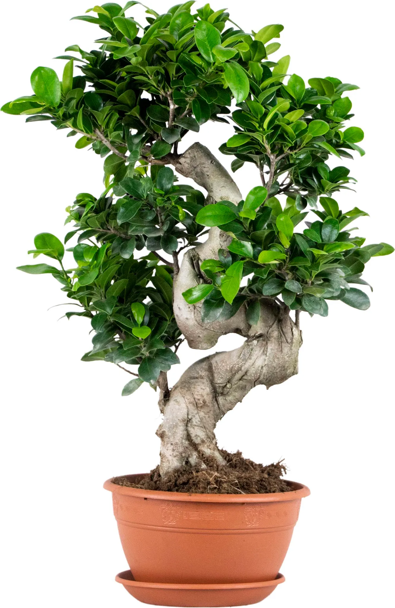 ist ficus ginseng ein bonsai Chinesische Feige 'Ficus Ginseng Bonsai' main image 0