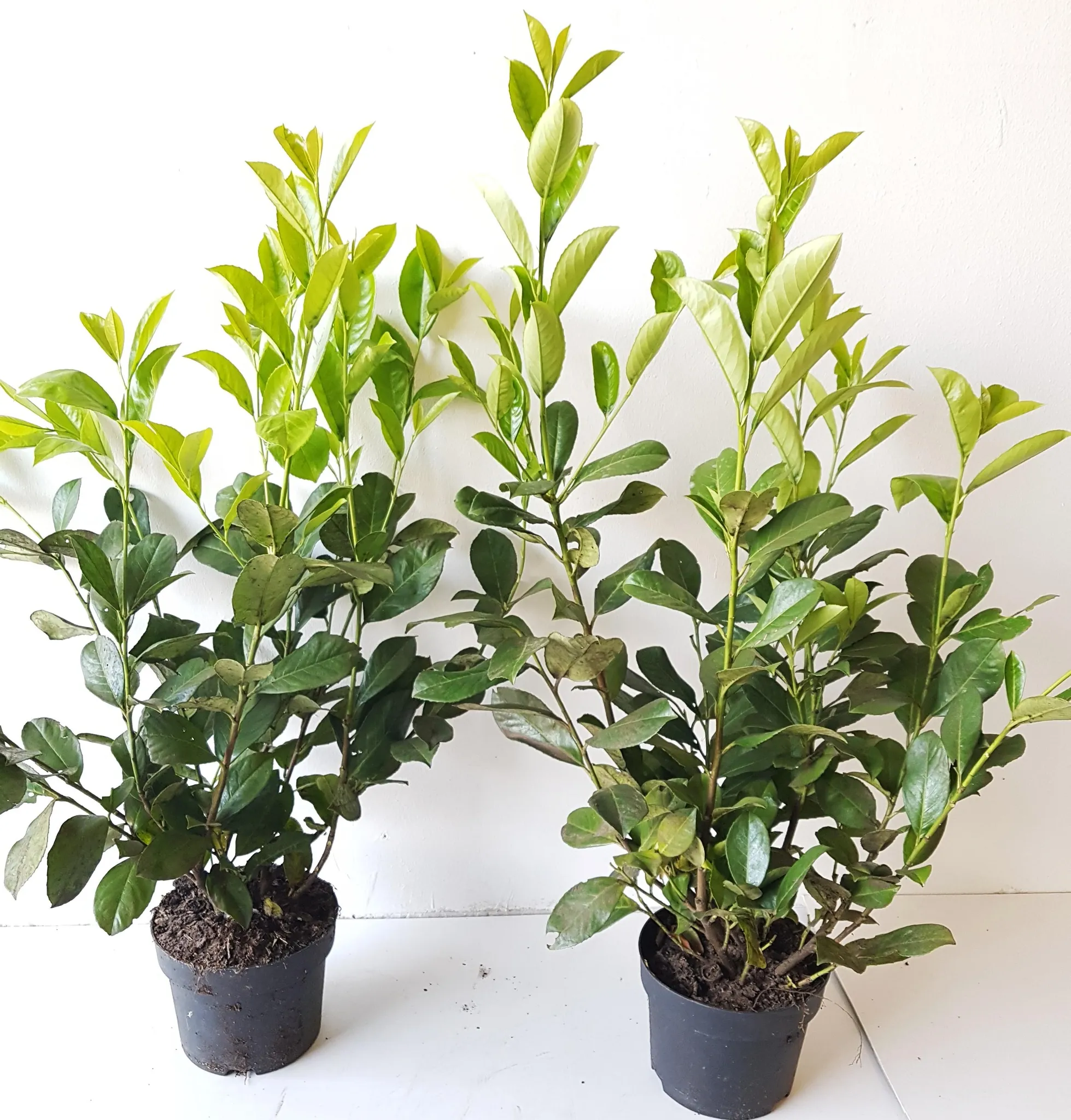 10 Kirschlorbeer Pflanzen, Prunus laur. Rotundifolia, Hhe: