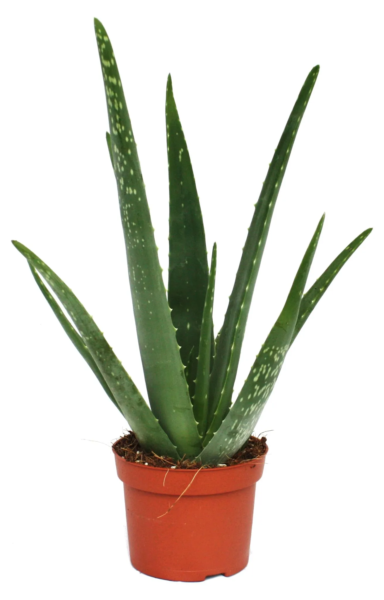 Aloe vera - ca. 3 Jahre alt - 12cm Topf