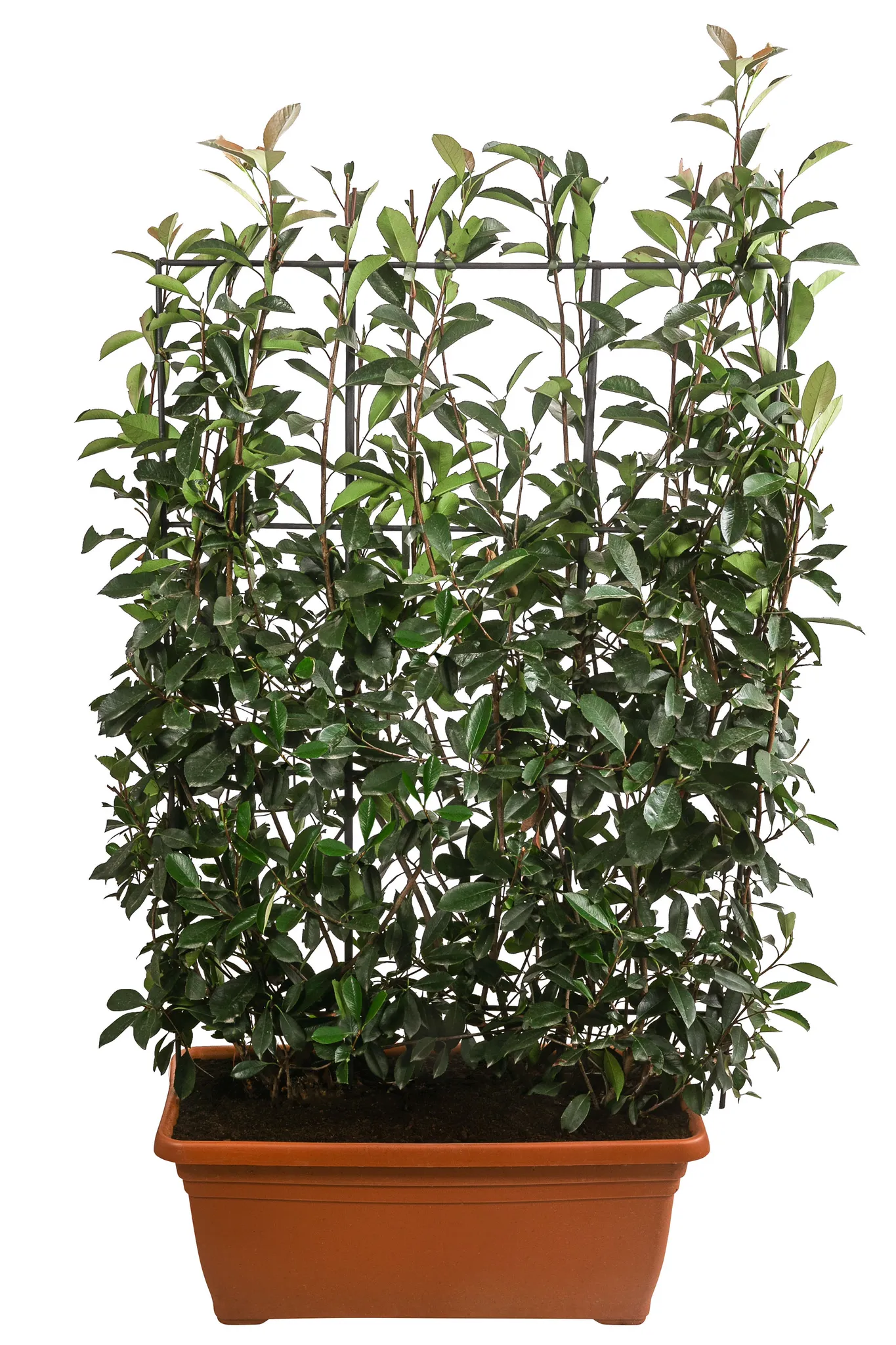 philodendron sword Philodendron 'Silver Sword' | Indoor Plant | Tropical Plant | Potted Plant main image 1