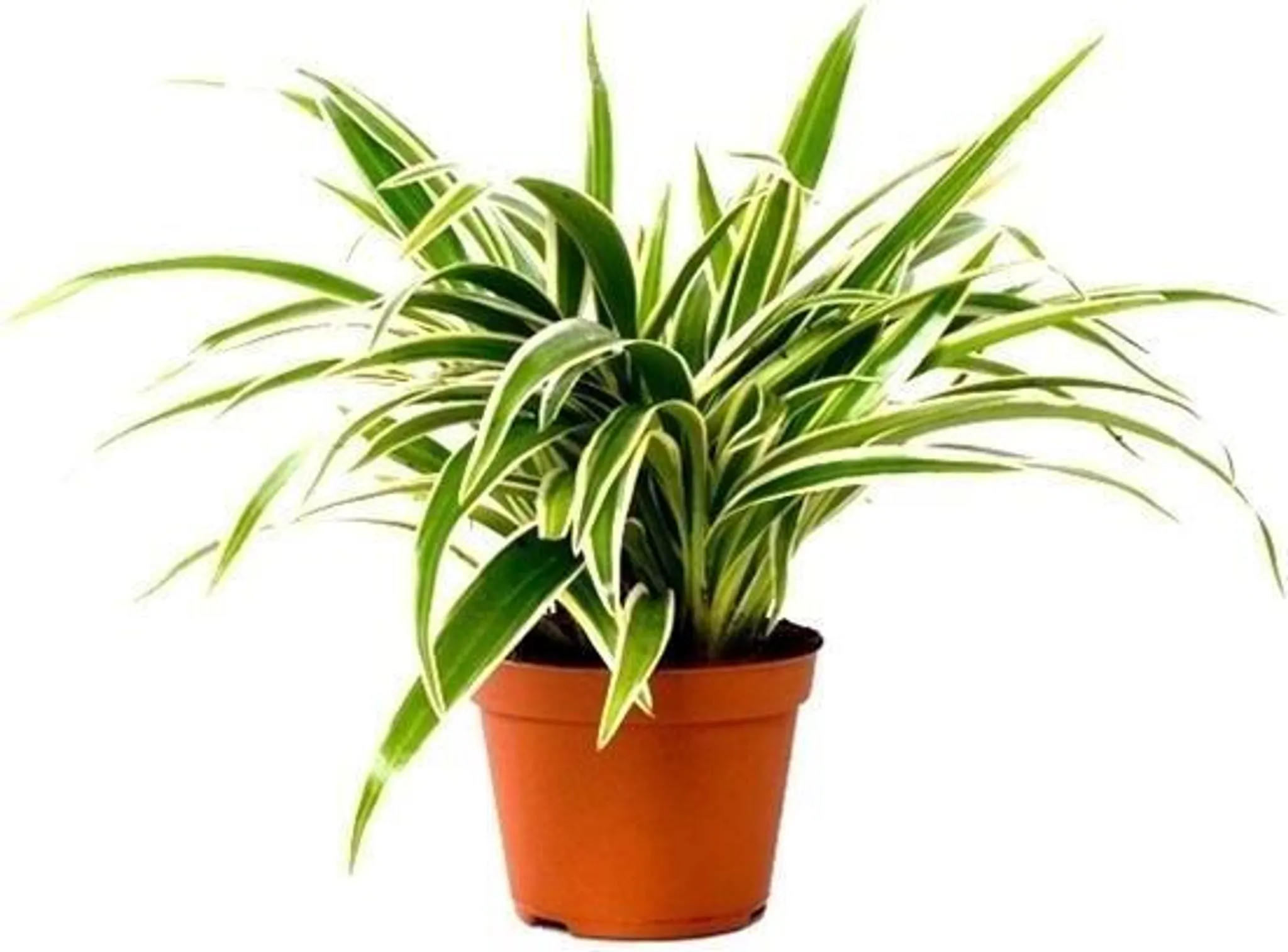 Grnlilie Chlorophytum Laxum 30 cm Luftreinigend
