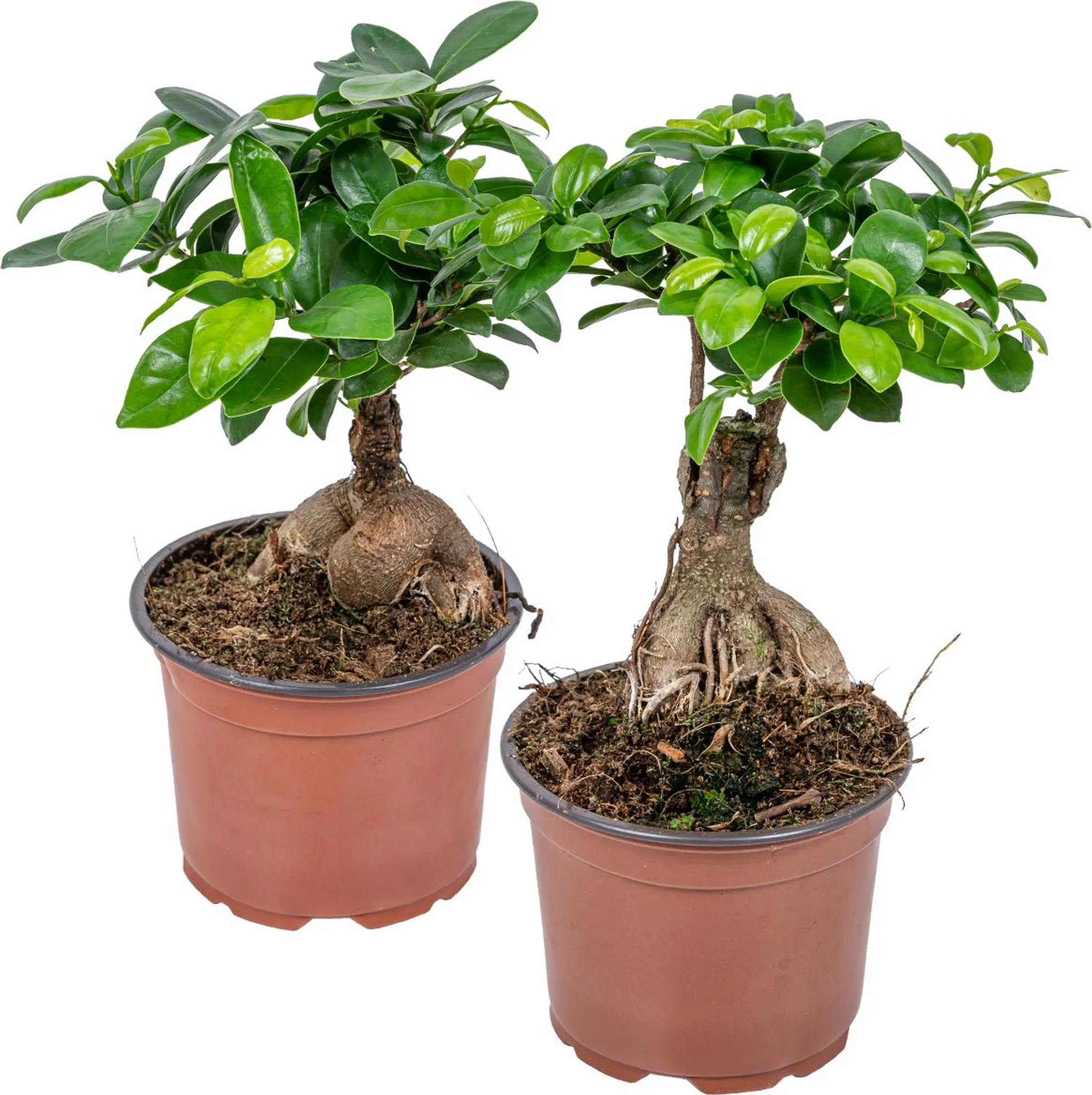 bambus sichtschutz garten Bambus Rollzaun Apus – Natürlicher Sichtschutz für Garten & Terrasse –  Bambusbasis main image 1