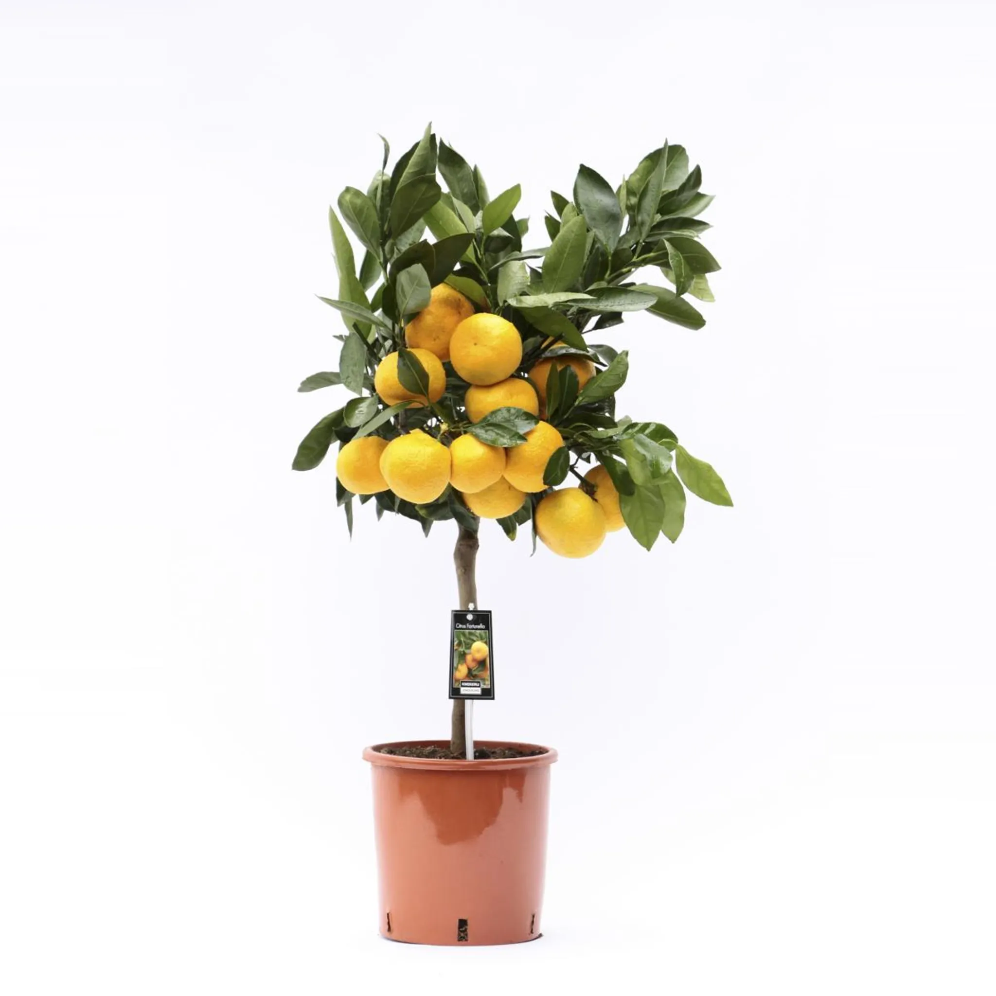 Pflanze Citrus reticulata Mandarine Mandarinenbäumchen ca 60 cm 