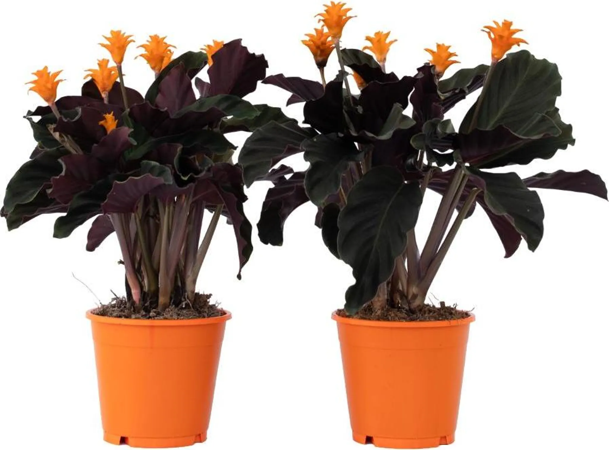 Kalatea - 2 szt - Calathea crocata 'Tassmania' - Wysoko